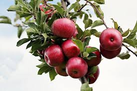 How to protect fruit trees from freezing temperatures. Training And Pruning Apple And Pear Trees University Of Maryland Extension
