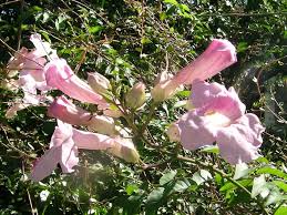 Image result for Bignoniaceae