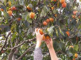 When will a persimmon tree bloom? Harvesting Persimmon Fruit Know How And When To Pick Persimmons