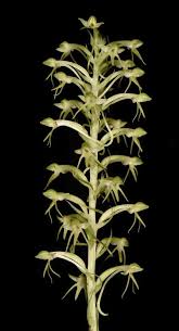 Image result for Habenaria adolphi
