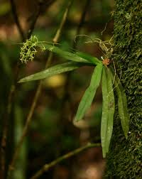 Image result for Angraecopsis parviflora