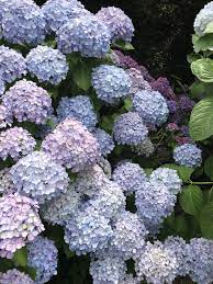 Hydrangea Bush Hydrangea Bush Growing Vegetables Hydrangea