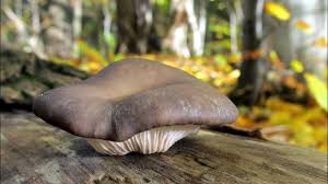Maybe you would like to learn more about one of these? Zimowe Grzyby Jadalne Winter Edible Wild Mushrooms Youtube