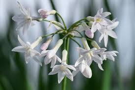 Image result for Tulbaghia acutiloba