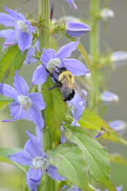 Campanula Americana Tall Bellflower Bellflower Campanula Shade Perennials