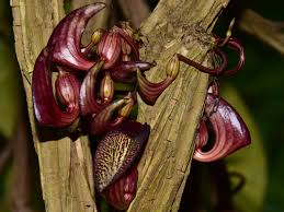 Image result for Aristolochiaceae