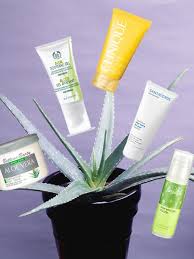 Faktum ist, dass aloe vera bereits seit über 6000 jahren bekannt ist, wie u. Aloe Vera Gel Wirkung Produkte Und Herstellung