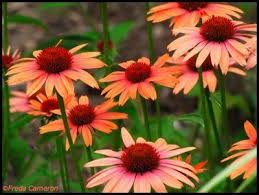 If you want to know how to take care plants, all you have to do is plant them in the right place, give them the proper light, water, and make sure that they get enough nutrition. Echinacea Sundown Echinacea Modern Garden Outdoor Gardens
