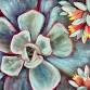 Sweet Succulent Acrylic on Canvas