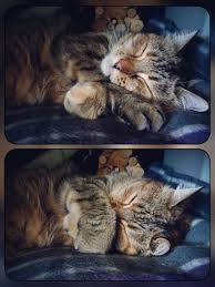 cat goddess nastya - pictures, memes and posts on JoyReactor