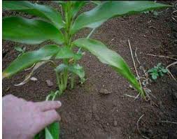 Image result for Siphonochilus brachystemon