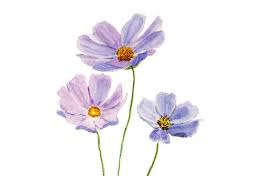 Watercolor Print Purple Cosmos Flower Digital Download Watercolor Painting Wall Decor Flo Flower Painting Original Pink Flower Painting Watercolor Paintings