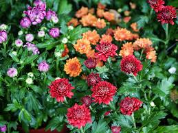To plant mums in your garden, select an area that gets at least 5 hours of direct sunlight per day. Hardy Mum Plant Care Growing Guide
