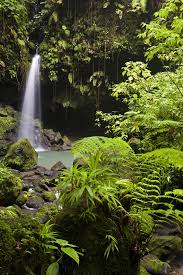 Costa rica is famous for its dense rainforests. Costa Rica The Rainforest Vs The Jungle Costa Rica Rios