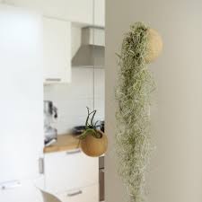 Southern live oak trees and the spanish moss which adorns them are two of the many things 8. Spanish Moss Tillandsia Usneoides Indoor Plants