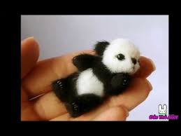 Kết quả hình ảnh cho những con vật cute