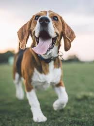 14 Amazing Facts About Beagles The Paws Cute Beagles Dog Breeds Beagle Puppy