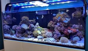 Dengan aquarium mampu menghadirkan nuansa alam kedalam rumah. 5 Model Aquarium Air Laut Yang Harus Anda Tahu