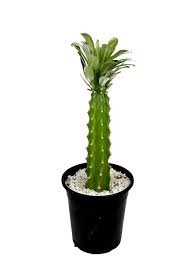 Image result for Euphorbia dedzana