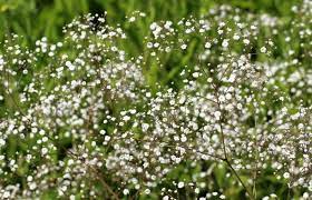 While you likely know the bright white variety best, there are pink and faintly yellow types too. How To Grow Baby S Breath Flower In The Garden Home And Gardens