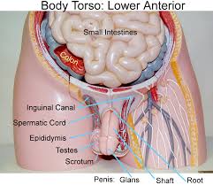 More toward the outside of the torso, head, arm or leg than another part. Male Anatomy Lower Body Differences Between Male And Female Skeletons Heads And Muscles Copyright 2019 Anatomy360 Site Development By The Ecommerce Seo Leaders All Rights Reserved Decorados De Unas