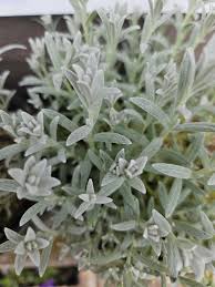 Image result for Cerastium