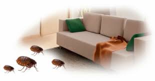 Como eliminar las pulgas de la casa. Como Eliminar Las Pulgas De Nuestra Casa La Mejor Comida Para Tu Mascota Tupienso Com