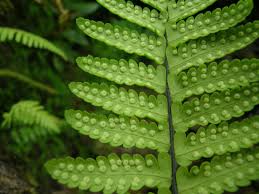 Image result for Arthropteris