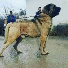 Dog Harness Over The Head Dog Harness Medium Breed Dogoftheday Dogpark Dogharness Kangal Dog Dog Harness Giant Dogs