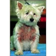 Skin Discharge Or Odor In Dogs Itchy Dog Westie Dogs Dog Allergies