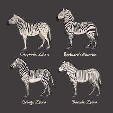 Zebra Chart Art Print Ginny Vinson You Need This For Wyatts