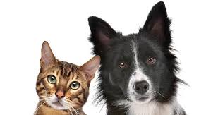 What we know about vaccine reactions in pets. Vaccinations Required By Law Oakland Park Veterinarian Oakland Park Animal Hospital Veterinarians