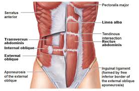 Muscles of the lower limbs and the trunk; Abdominal Strain Treatment And Recovery Exercises Sportsmd
