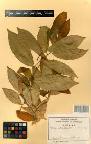 Image result for Rinorea angustifolia