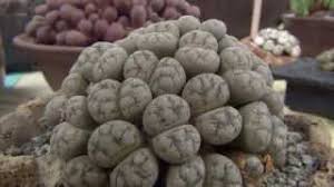 Collectors of these weird and wonderful plants brought their most prized specimens to the event to compete for. Intercity Cactus And Succulent Show 2013 Youtube