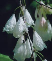 The season of spring flowering trees takes off with the magnolias. A Parade Of Spring Flowering Trees Finegardening