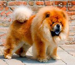 Pin By Jeanique Coker On My Pet S In 2020 Chow Dog Breed Chow Chow Dogs Fun Facts