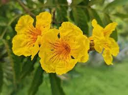 Image result for Markhamia lutea