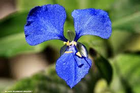 Image result for Commelina diffusa