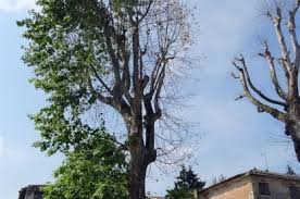 Rg tree service offers two sized stump grinders. Tree Service In Montreal Qc Yellowpages Ca