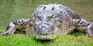 The 8 Main Differences Between Alligators And Crocodiles - Owlcation