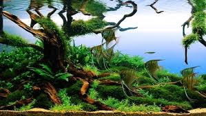 Browsing other aquascapes can help you decide what style and. Aga Aquascaping Contest Delivers Stunning Freshwater Views Reef Builders The Reef And Saltwater Aquarium Blog