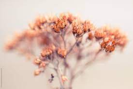 This kind of process will be more difficult, but when you see the finished product, you will feel that it is all worthwhile. Macro Of Tiny Dried Flowers In Winter By Kerry Murphy