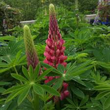 Antioxidant content of lupine beans prevents early aging. Lupine Lupinus Russell Hybrids The Page 10478 Lichtnelke Pflanzenversand