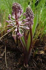 Image result for Ledebouria cooperi