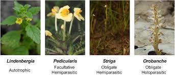 Image result for Orobanchaceae