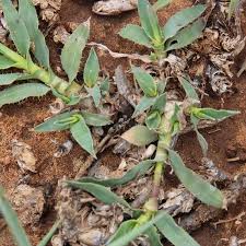 Image result for Tragus koelerioides