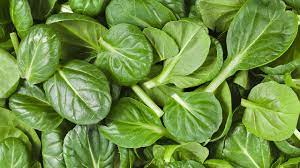 Just be sure to wait until temps are above freezing before you harvest. Spinach Planting Growing And Harvesting Spinach Plants The Old Farmer S Almanac