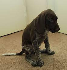 Grizzly German Shorthaired Pointer Puppy 8 Weeks Old Pointer Puppies German Shorthaired Pointer German Shepherd Dogs