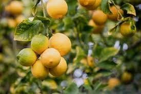 Meyer is a small grower that is thought to be a cross between a lemon and an orange. Lemon Tree Care Outdoor And Indoor Growing Guide Lovetoknow